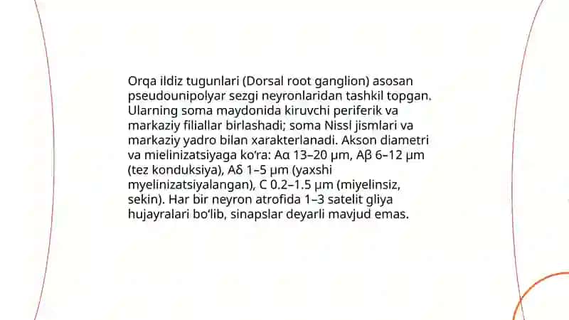 Orqa miyadagi sezuvchi nerv tugunlari anatomiyasi 4