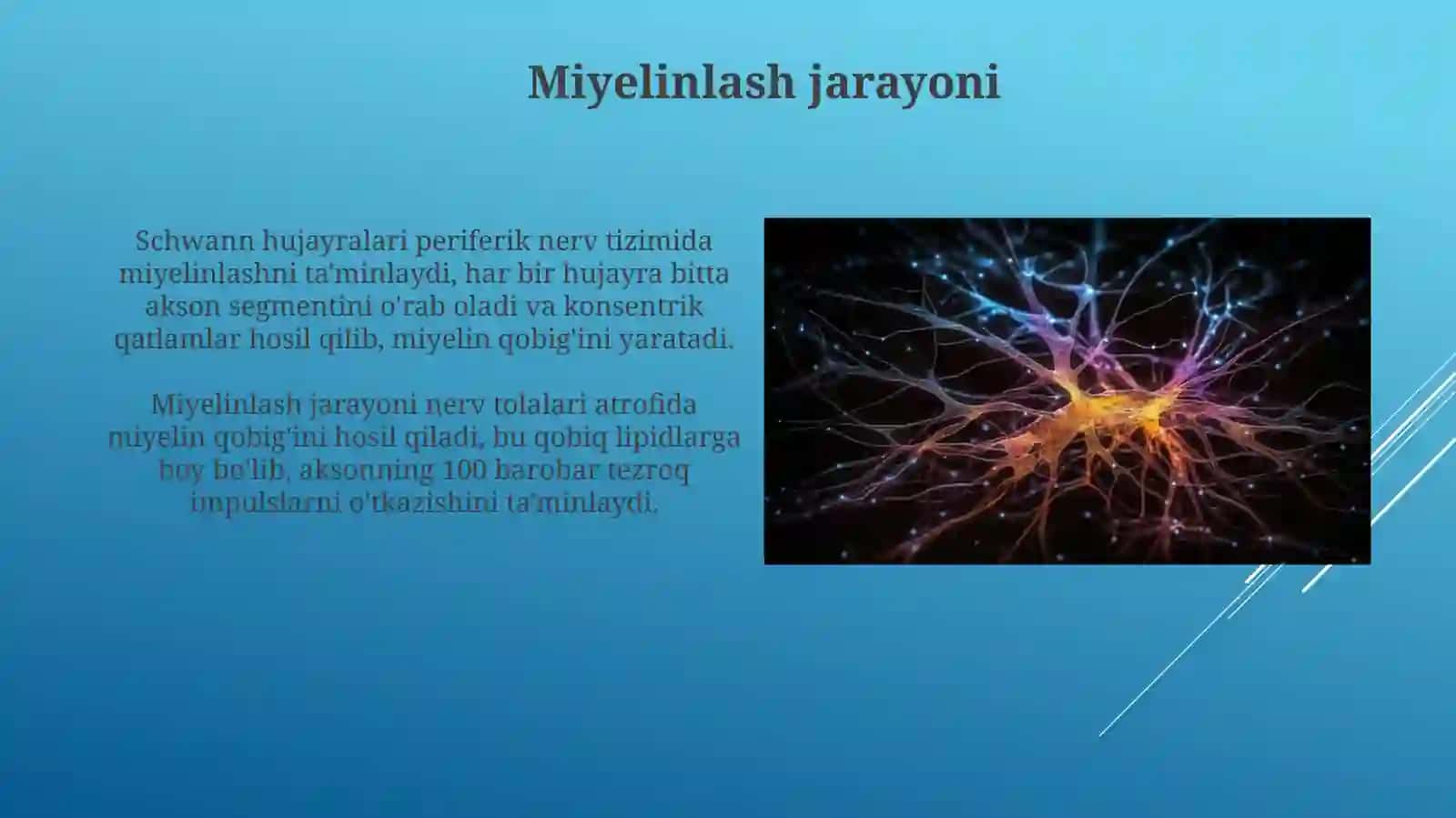 Nerv tolalari va sinapslar fiziologiyasi 4