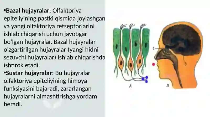 HID BILISH A’ZOLARI 4