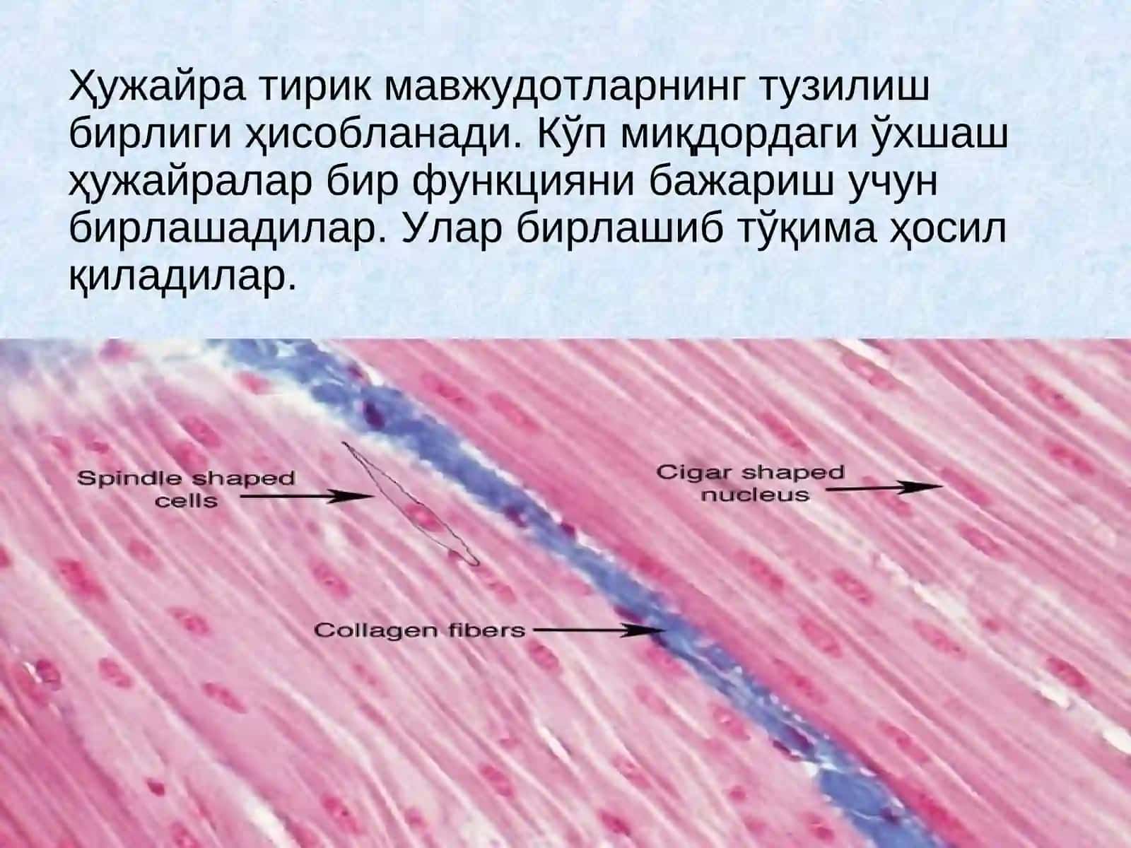 Одам органлар тизими 4