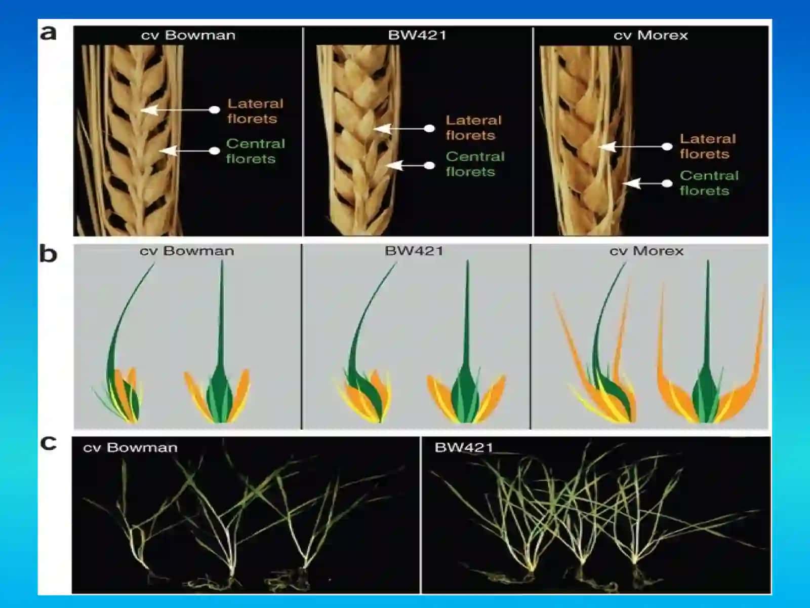 Arpa biologiyasi va yetishtirish texnologiyasi 4