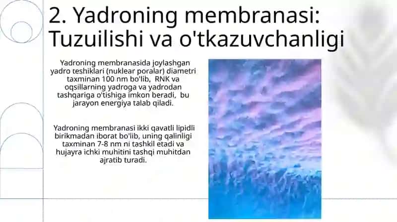 Yadroning tarkibiy qismlari,ultrastrukturaviy tuzilishi,tarkibi,xossalari,vazifalari 4