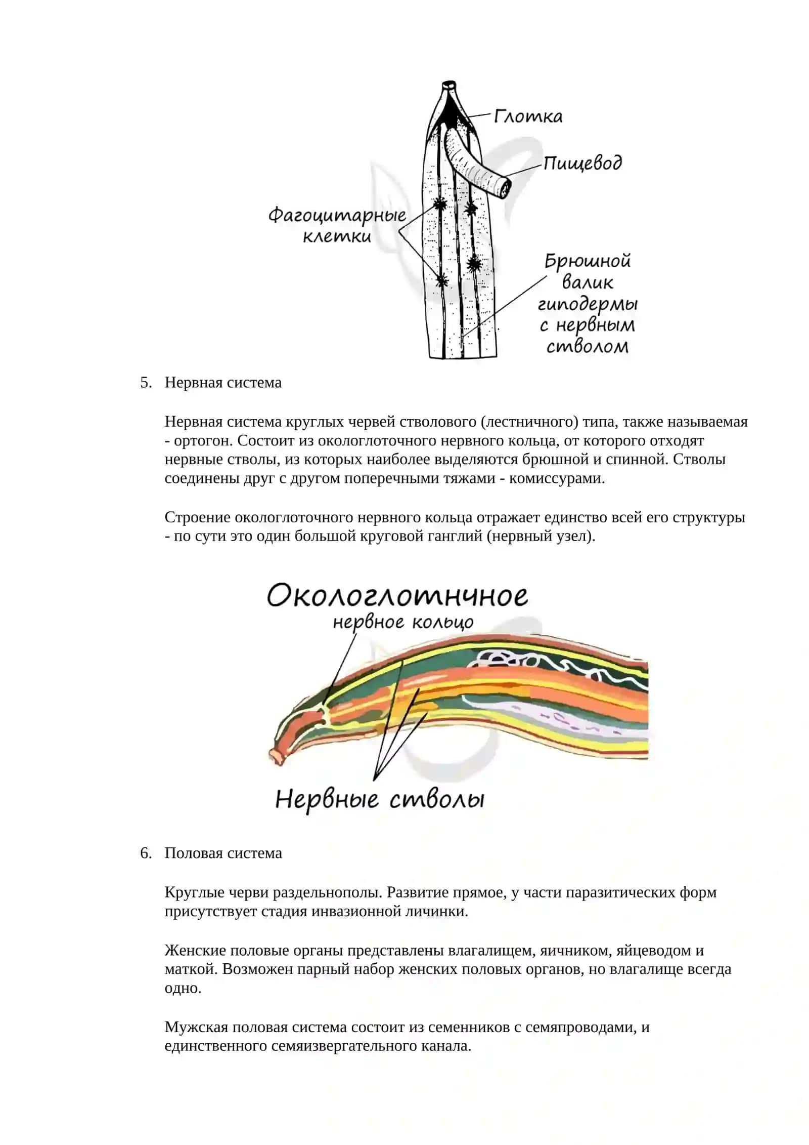 Тип круглые черви 4