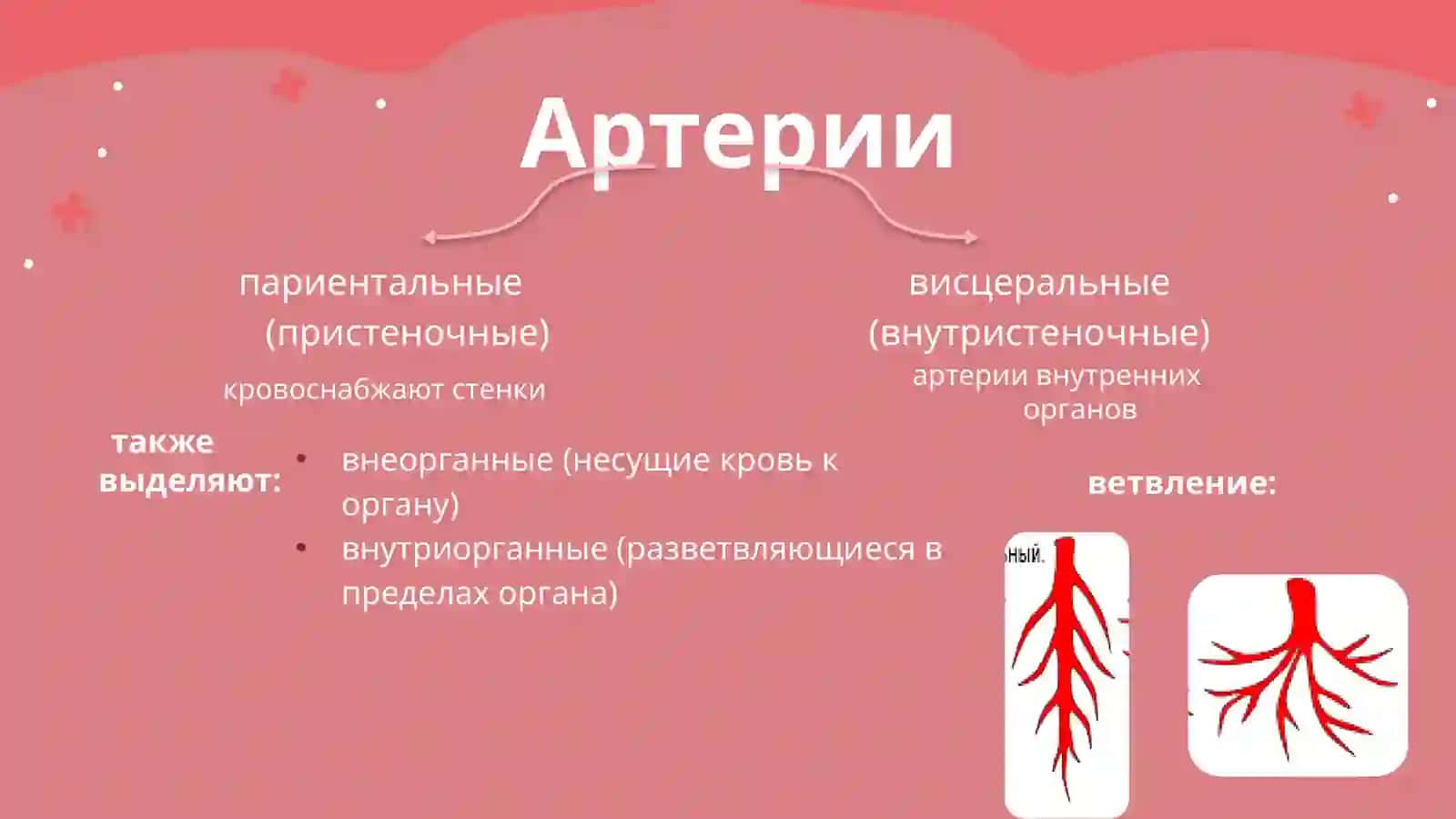 Ангиология 4