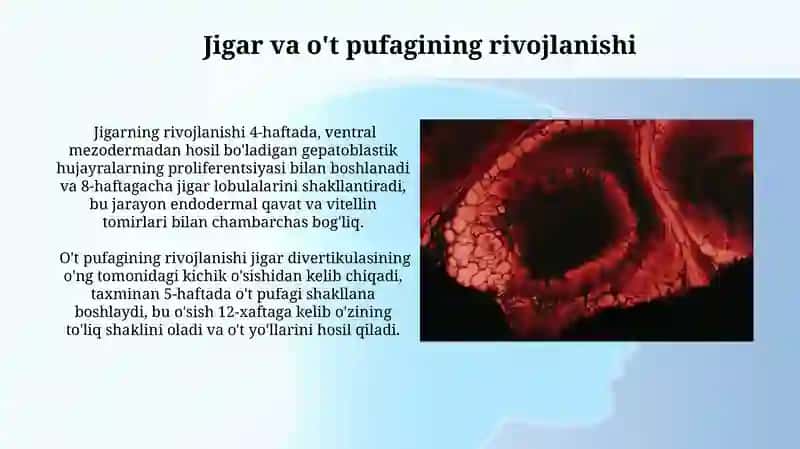 Ovqat hazm qilish tizimini embriogenezi 4