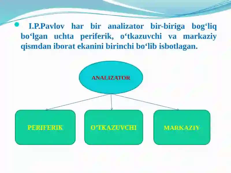 Analizatorlarning yoshga bog'liq xususiyatlari 4