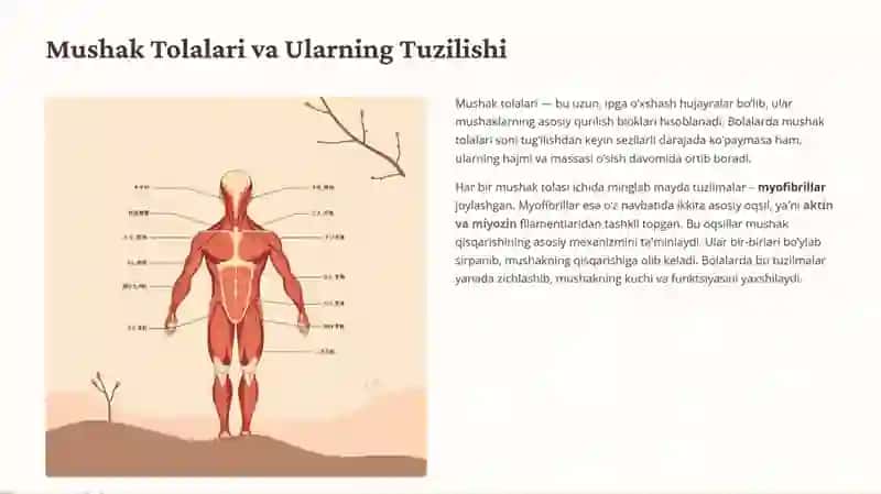 Bolalarda mushak tizimini anatomo-fiziologik hususiyatlari 4
