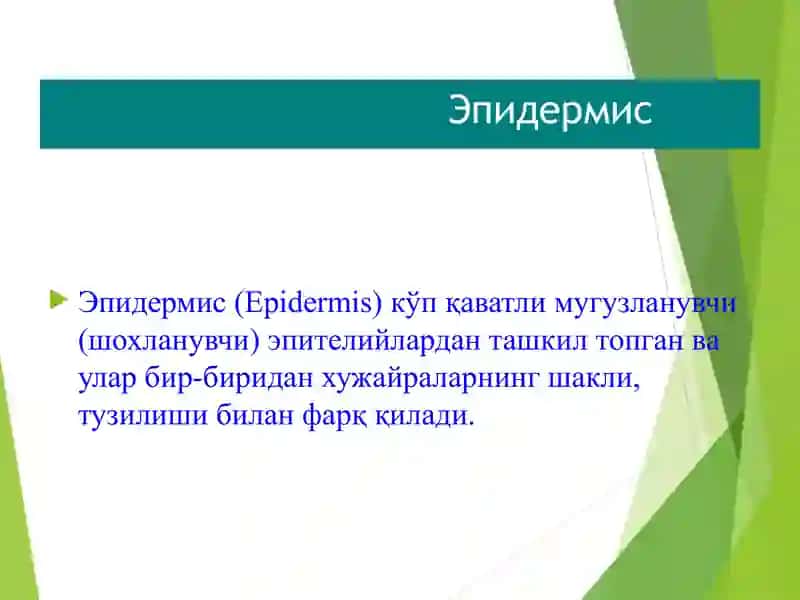 ДЕРМАТОЛОГИЯ Терининг тузилиши тери тузилиши 4