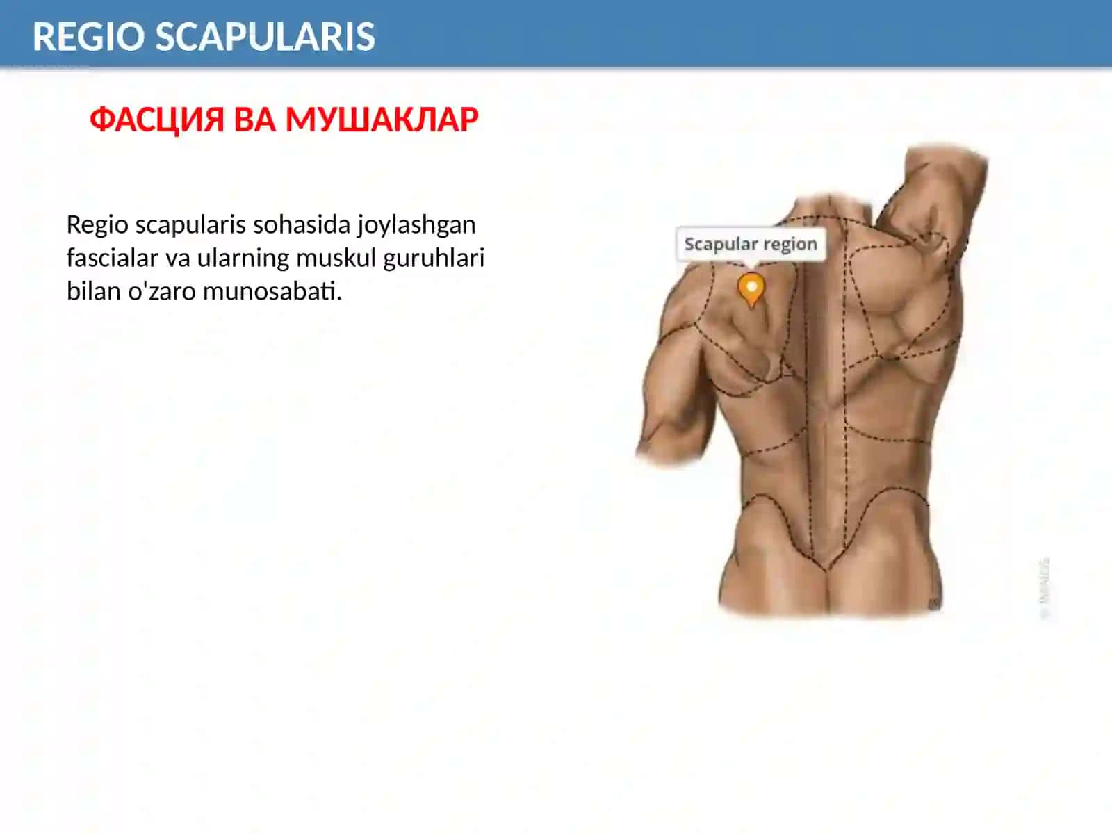 REGIO SCAPULARIS 4