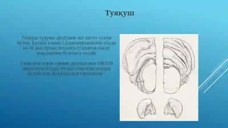 Бош бити 4