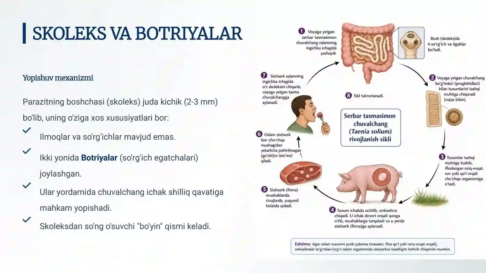Diphyllobothrium latum va Difillobotrioz kasalligi haqida ilmiy-amaliy qo'llanma 4