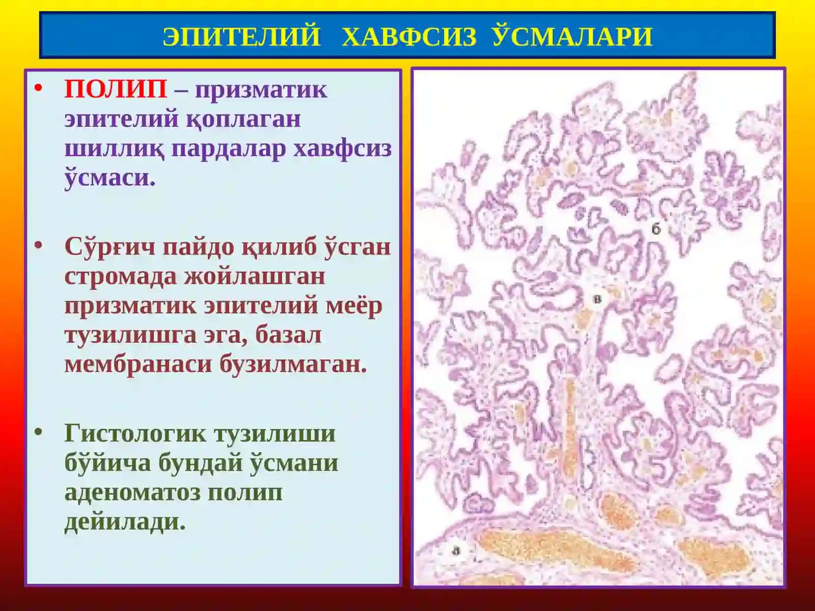 Эпителий Хавфсиз Ўсмалари 4
