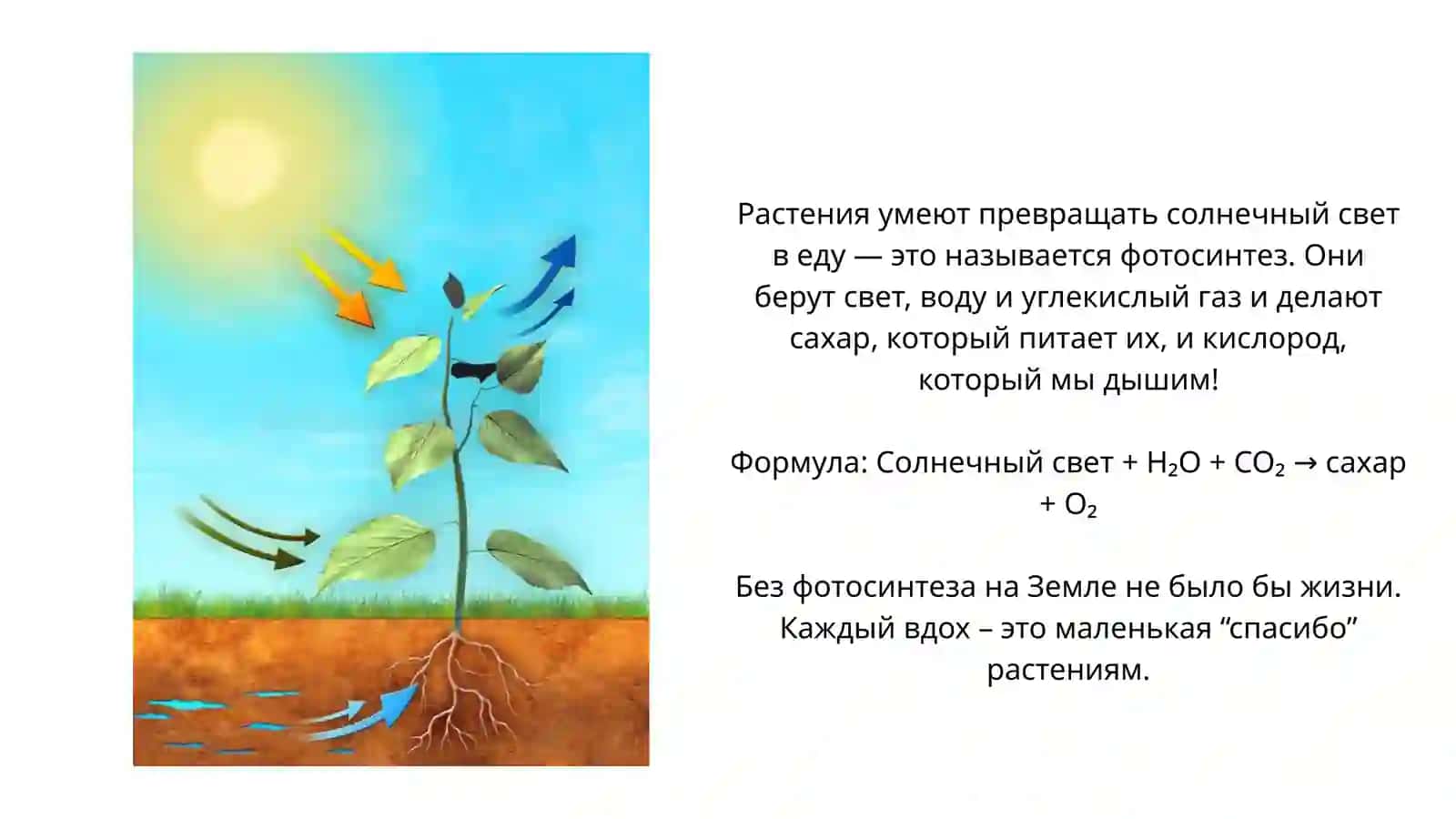 Растительный мир и растительный покров Узбекистана 4