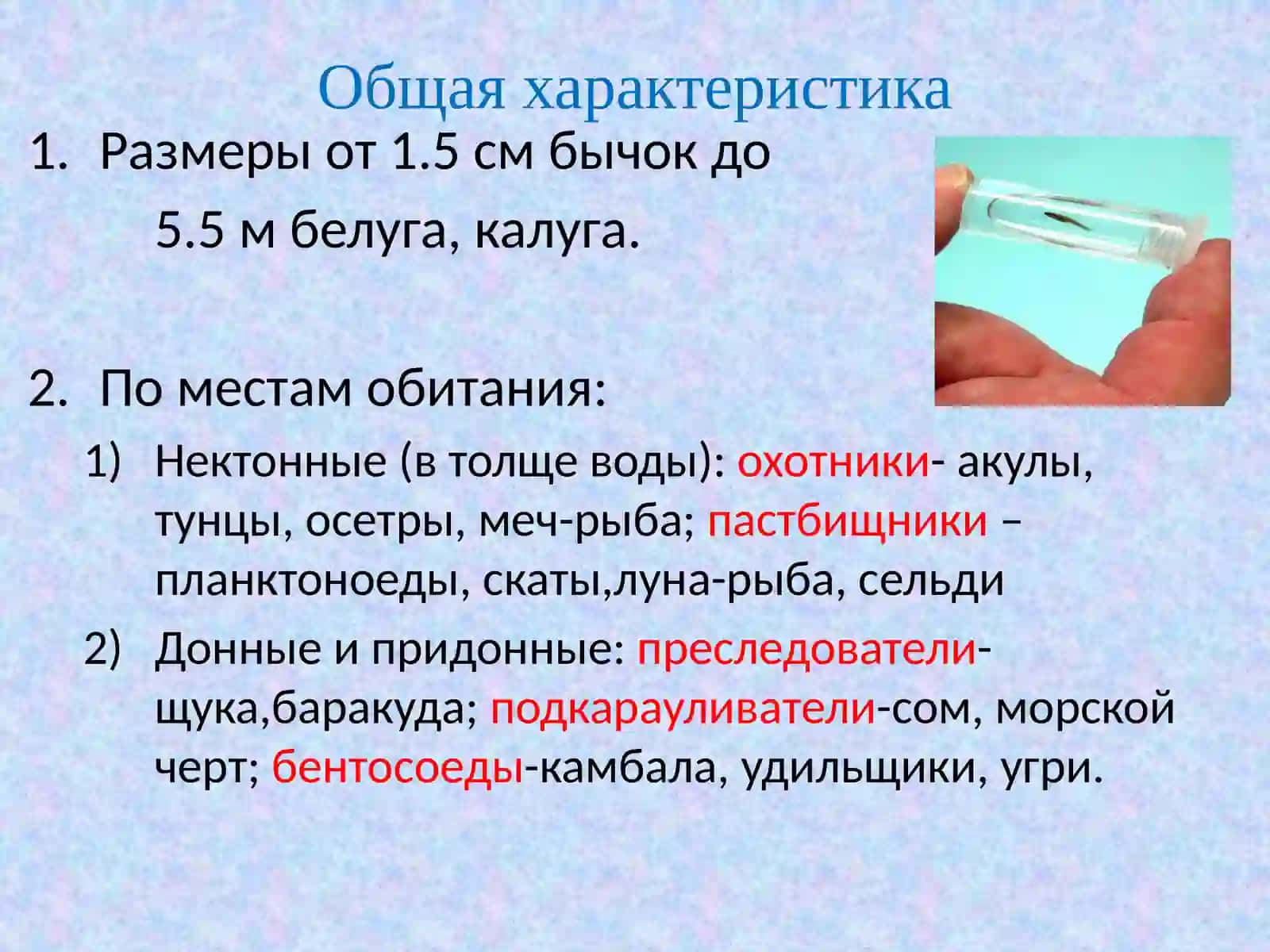 Костные рыбы 4
