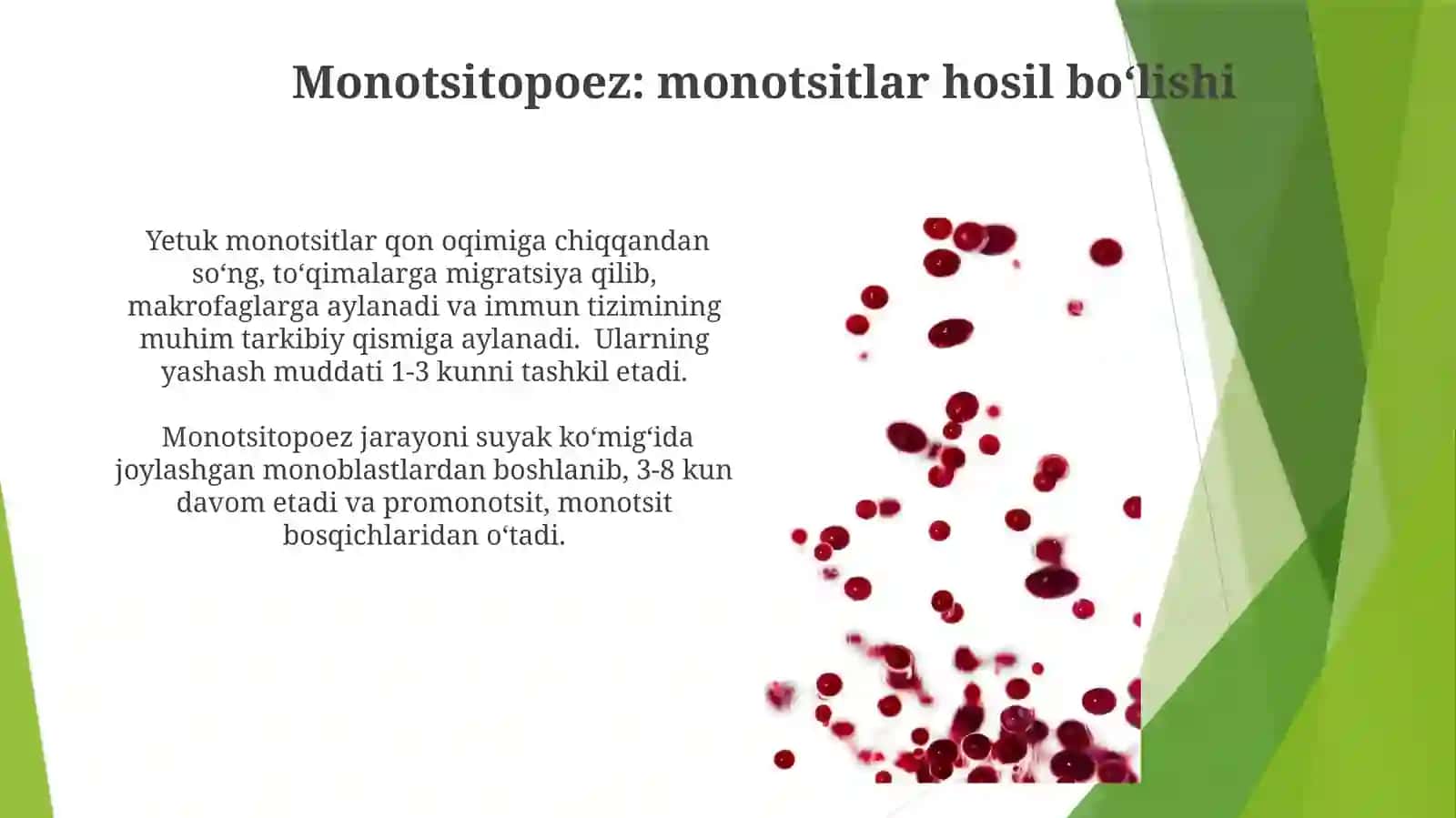 Gemositopoez. Qon hujayralari hosil bolishi 4