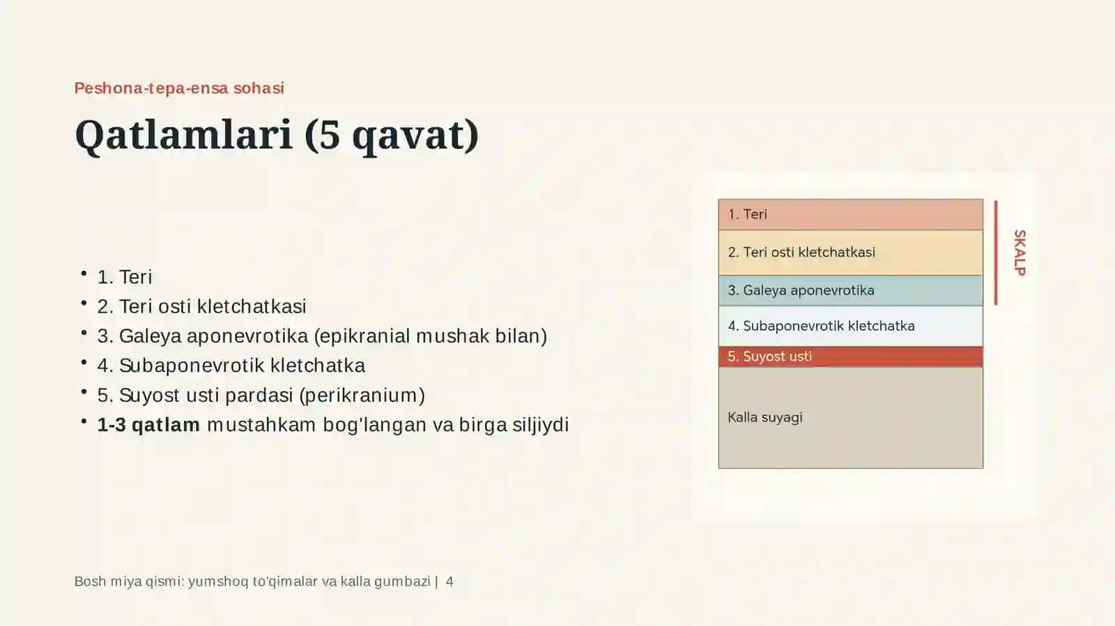 Topografik anatomiya va operativ xirurgiya | 1-qism 4