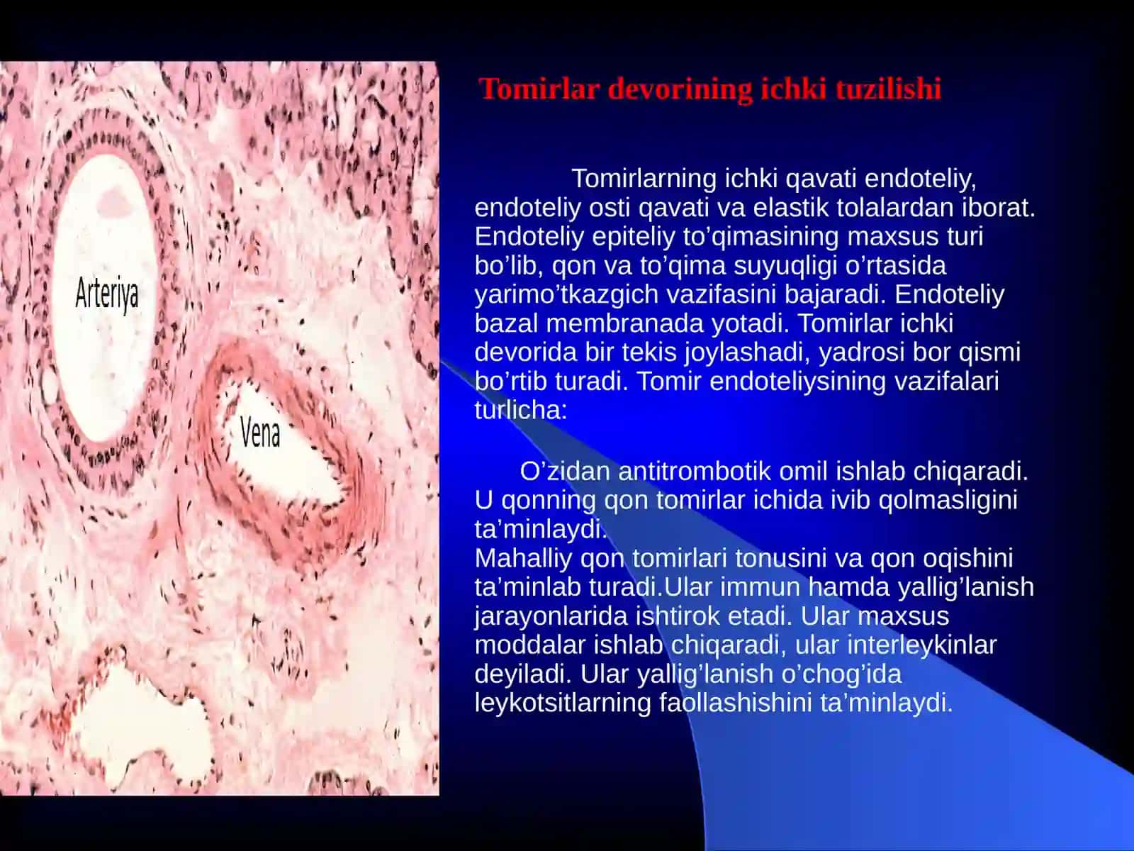 Qontomirlari tuzilishi valimfatizimi 4