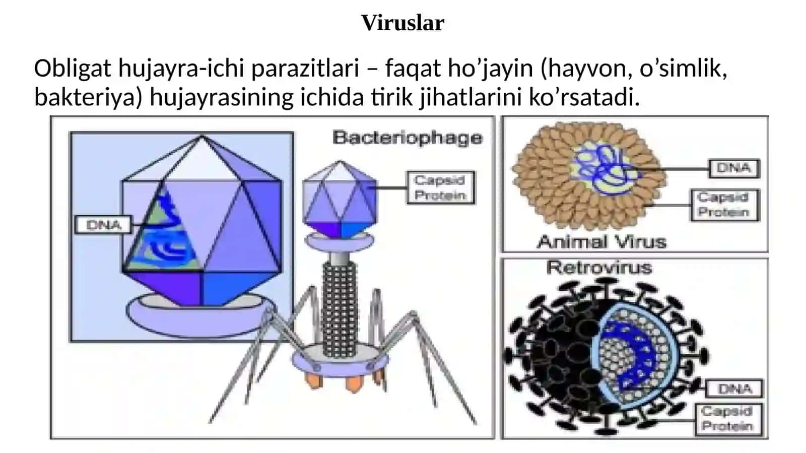 O‘ZBEKISTON MILLIY MIKROBIOLOGIYA VA BIOTEXNOLOGIYA KAFEDRASI 4