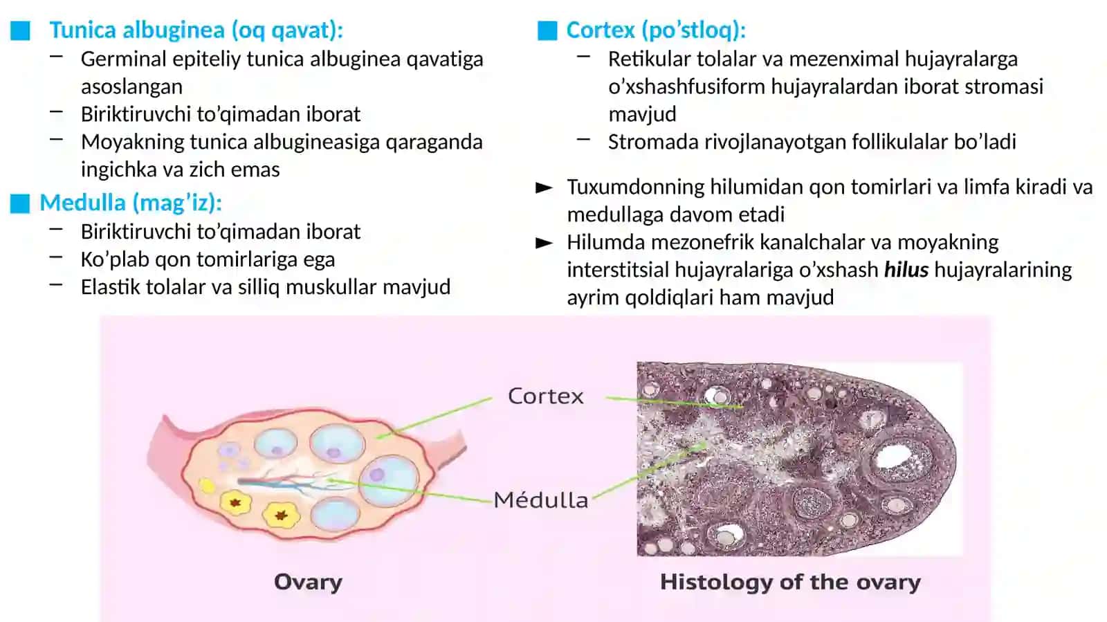 AYOLLAR JINSIY SISTEMASI GISTOLOGIYASI 4