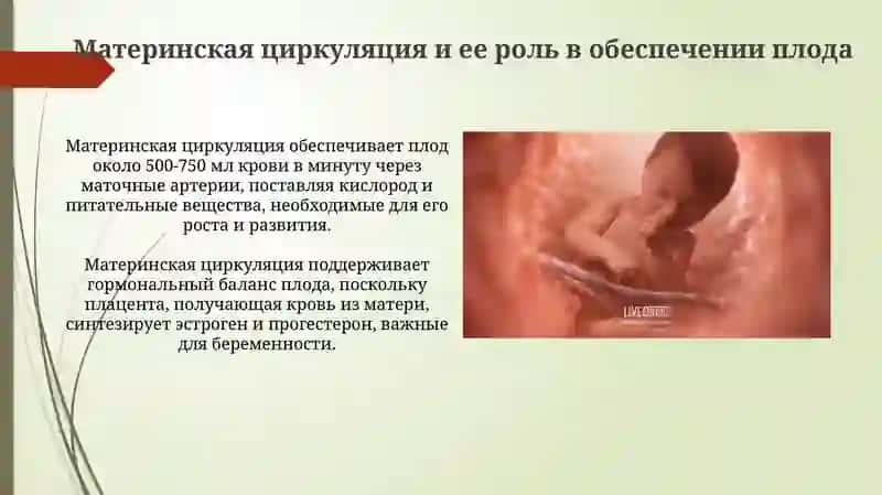 Кровообращение плода: Мать, Плацента и Развивающийся Ребенок 4