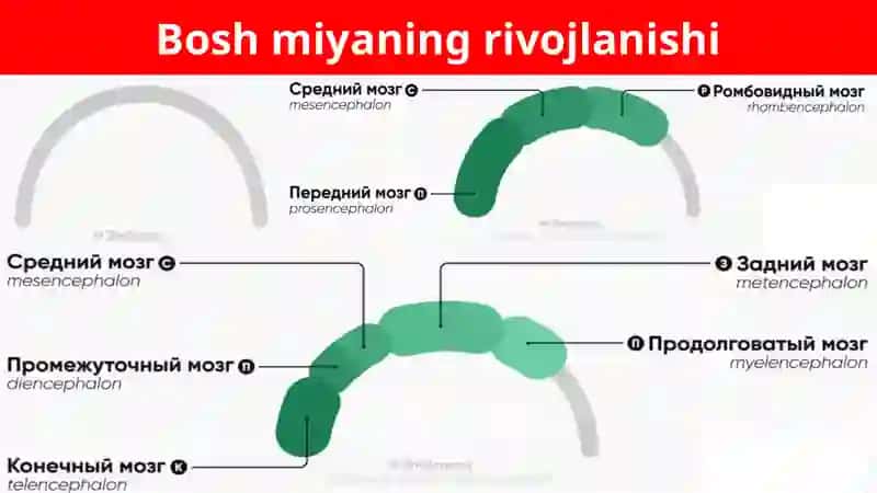 Uzunchoq miya. 4
