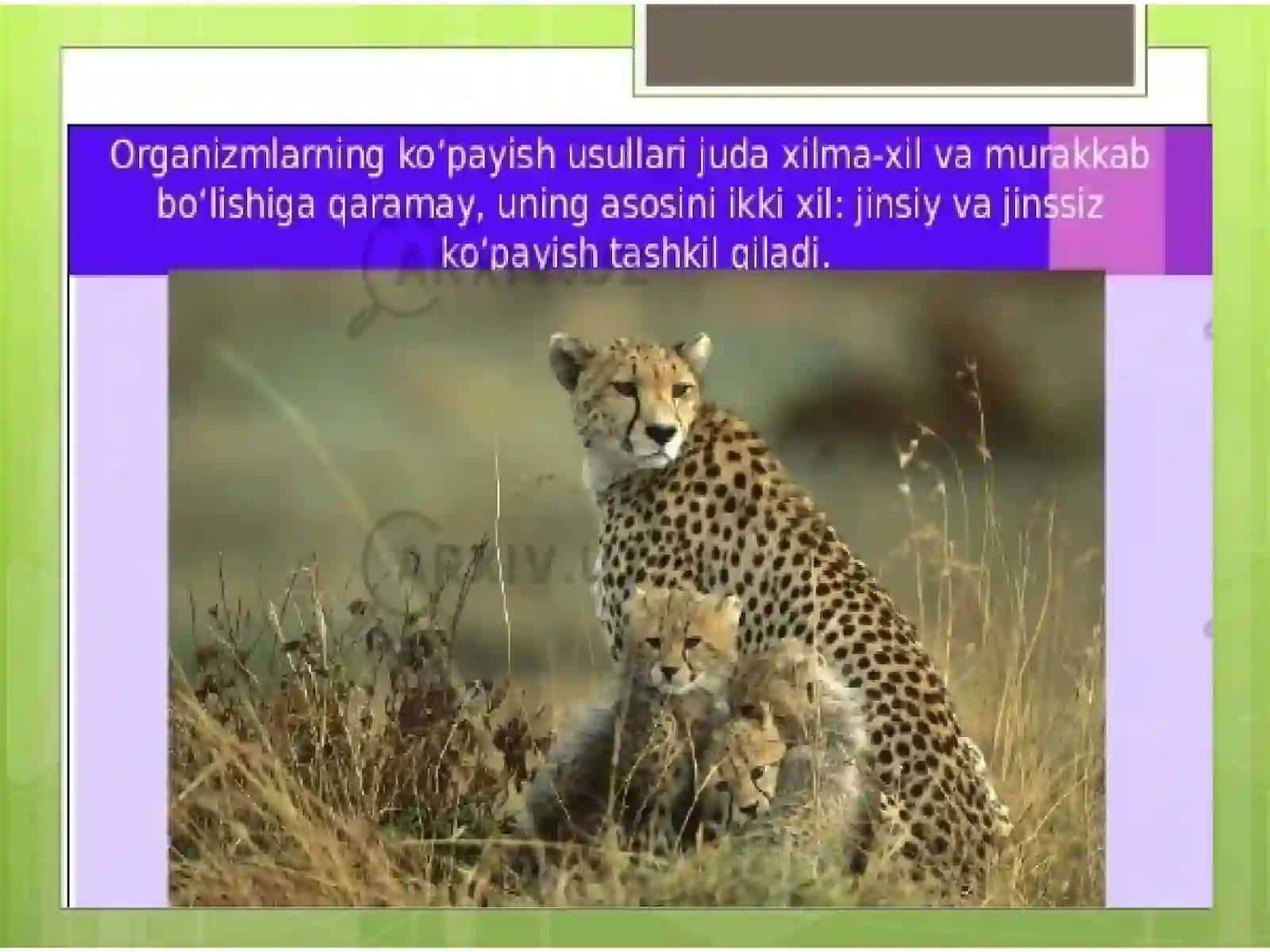 Umurtqali hayvonlarning ko'payish biologiyasi va rivojlanishi 4