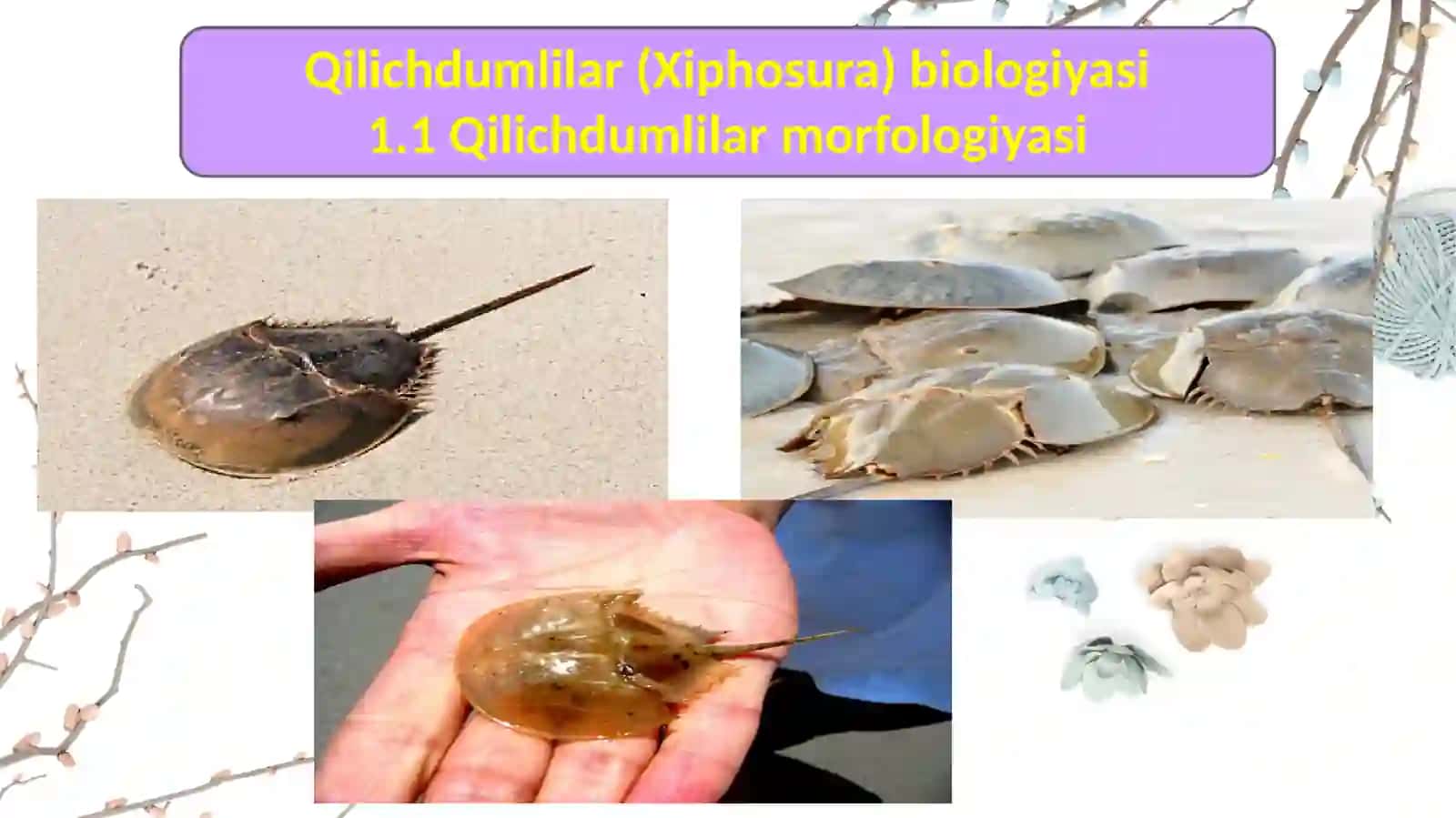 Qilich dumlilar (Xiphosura) sinfi biologiyasi va ekologiyasi 4