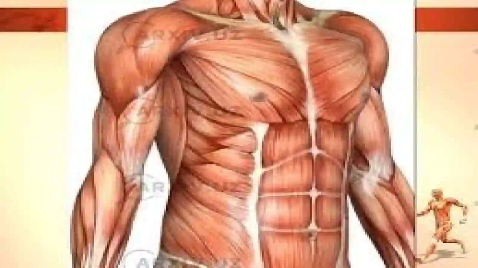 Mushaklar ishi va biomexanikasi. Lesgaft mushaklar toʻgʻrisida taʼlimoti 4
