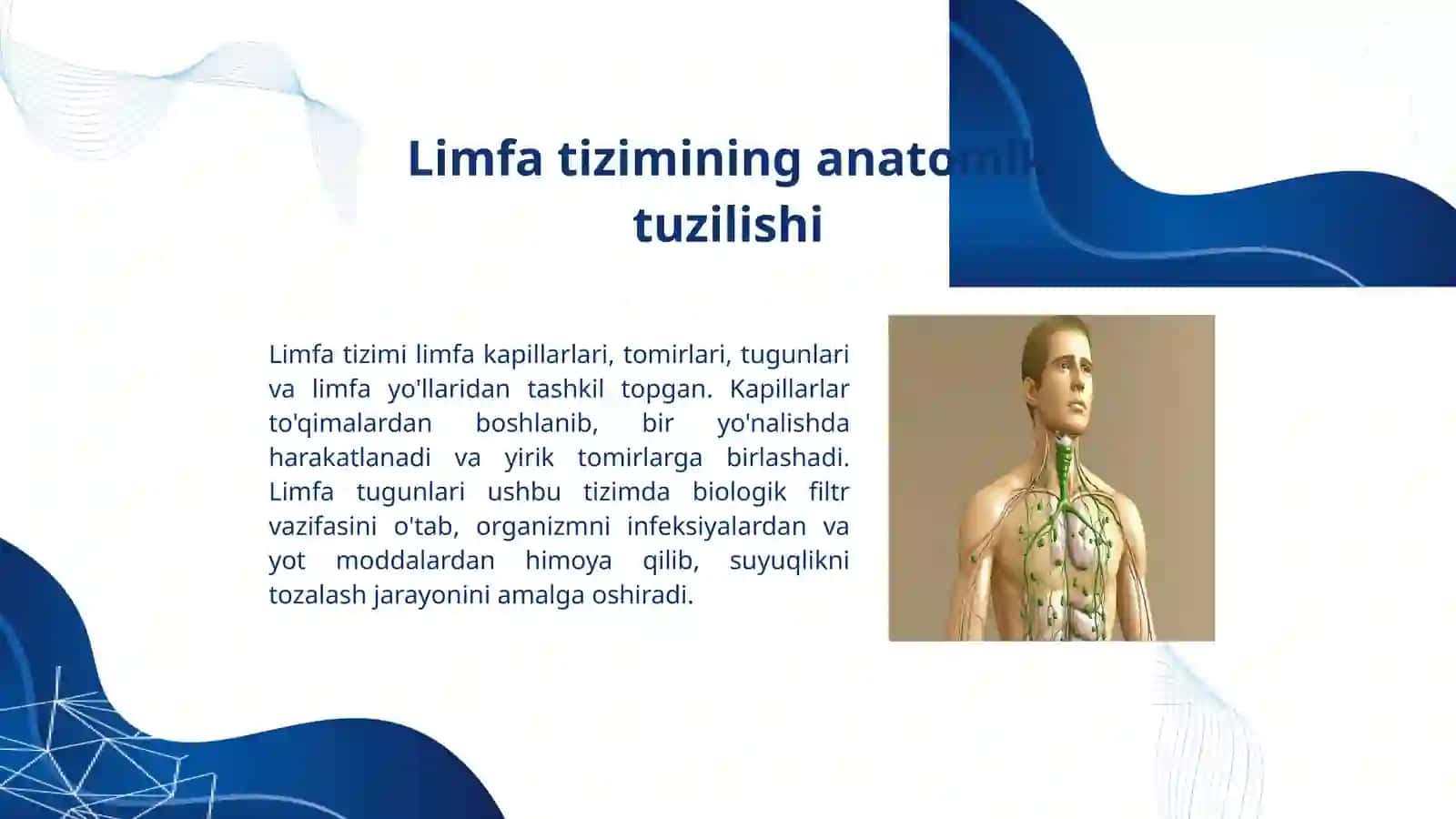 Limfa tizimi: Inson organizmidagi hayotiy muhim suyuqlik,. Anatomiya fanidan presentation 4