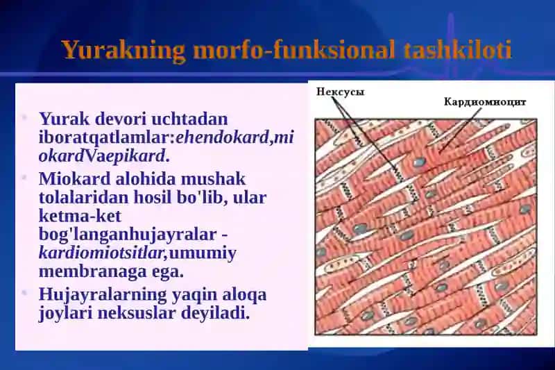 Yurak fiziologiyasi 4