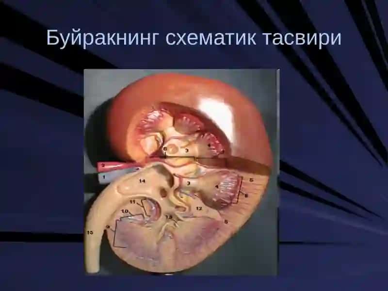 Буйрак биокимёси 4