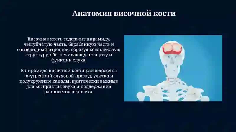 Презентация: Височная и Клиновидная кость 4