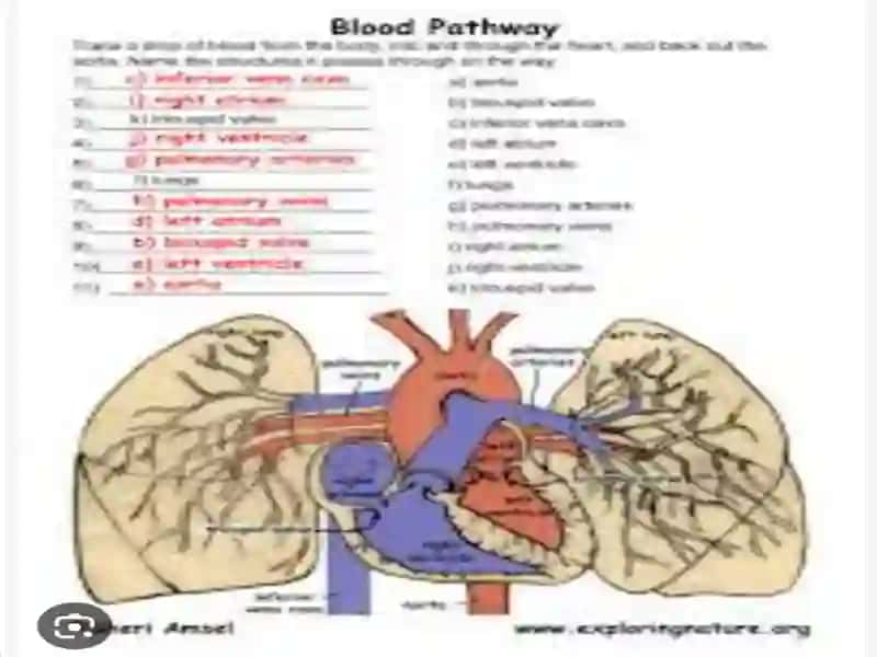 Heart and a vascular system 4