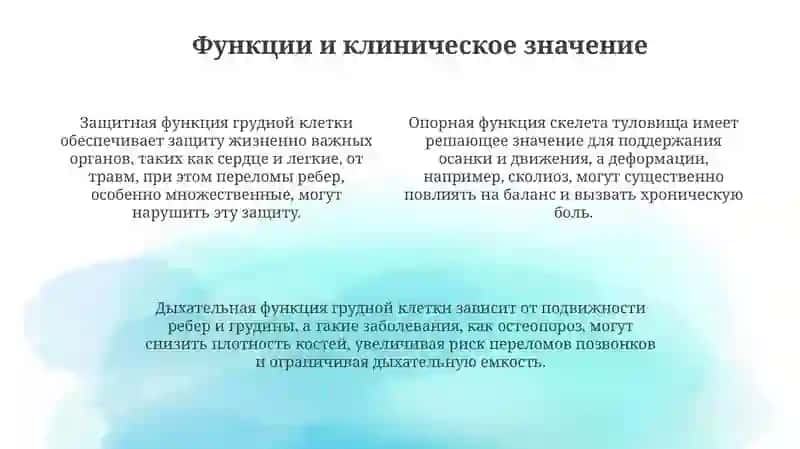 Презентация "Скелет туловища" 4