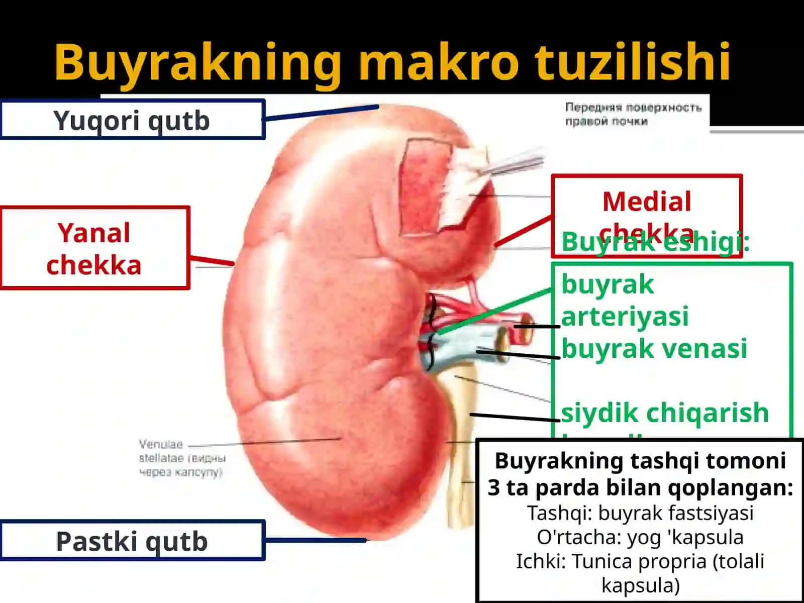 Siydik chiqarish tizimi 4
