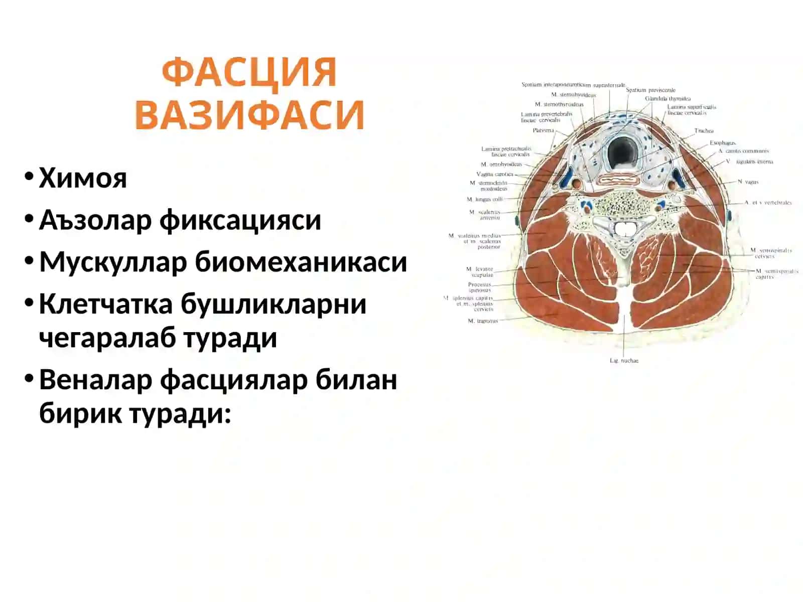 Бўйин соха клиник анатмоияси ва оператив жаррохлиги 4