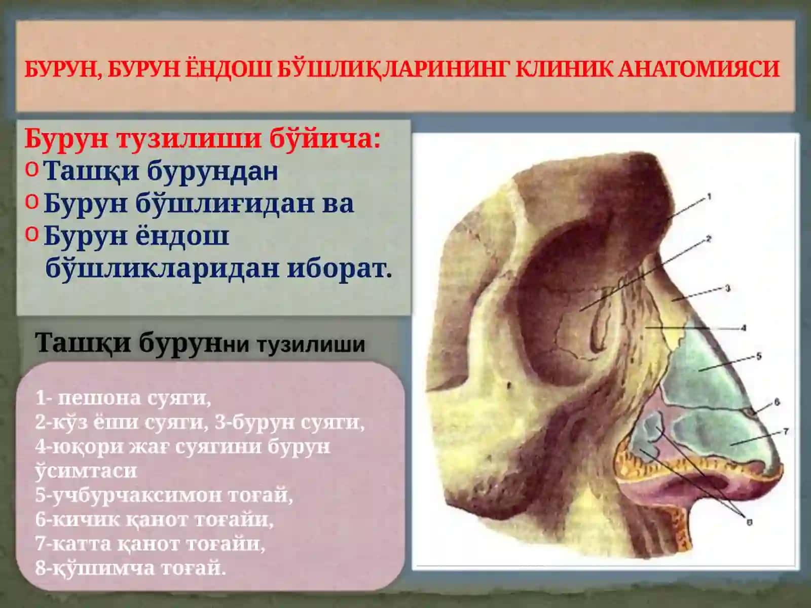 БУРУН, БУРУН ЁНДОШ БЎШЛИҚЛАРИНИНГ КЛИНИК АНАТОМИЯСИ 4