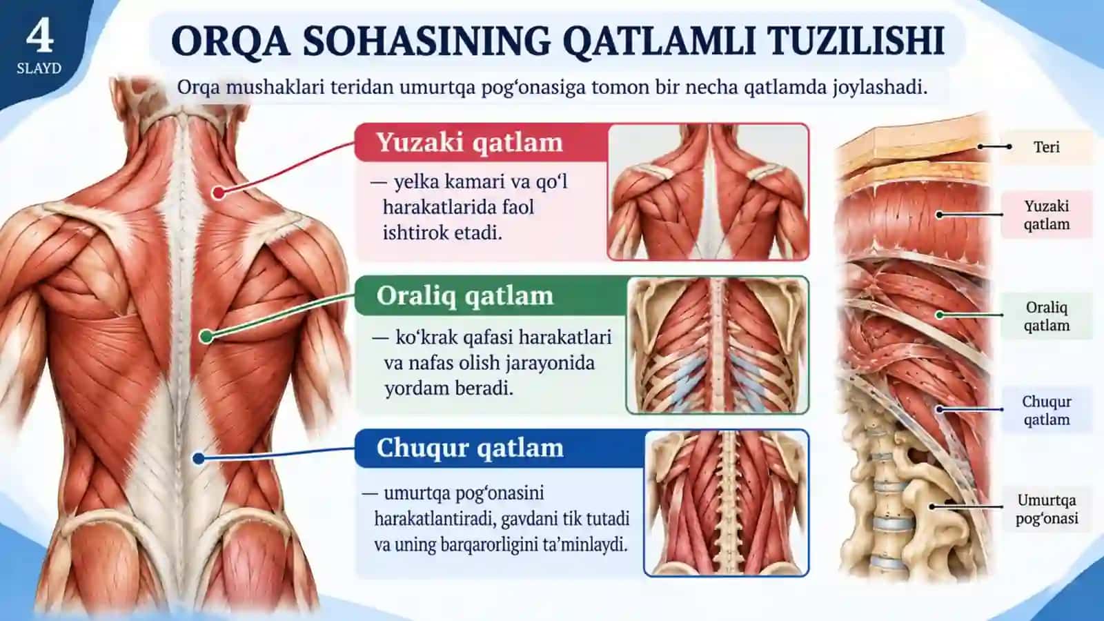 Orqa yuza va chuqur guruh mushaklari.pptx 4
