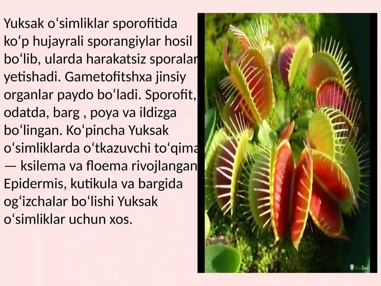 Yuksak oʻsimliklar sistematikasi 4