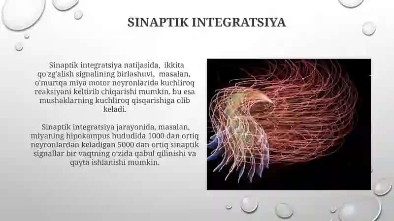 Nerv implusi hosil boʻlishi oʻtkazilishining biokimyosi sinaptik oʻtkazishlar 4