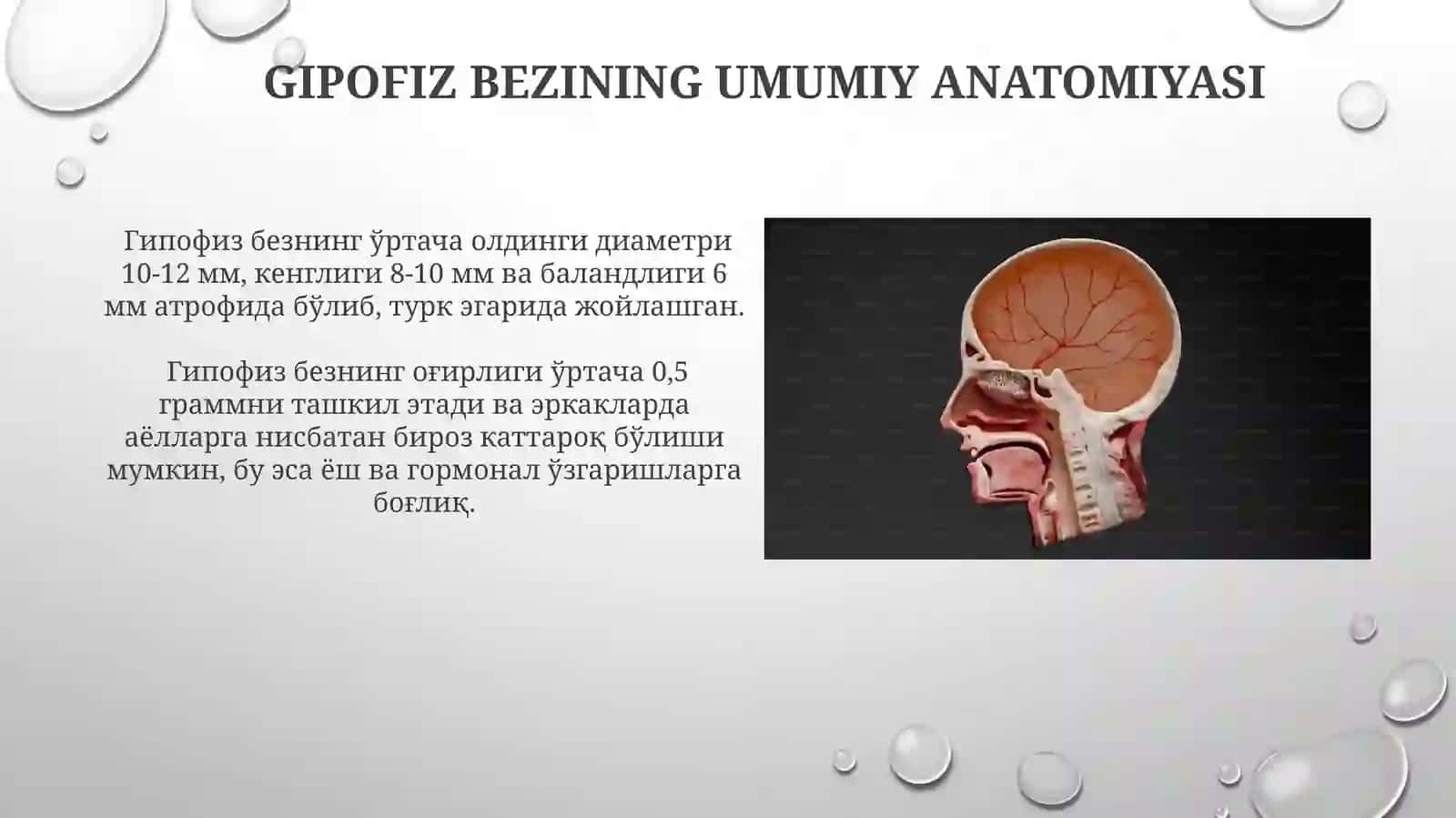 Gipofiz bezining tuzilishi va yosh xususiyatlari 4