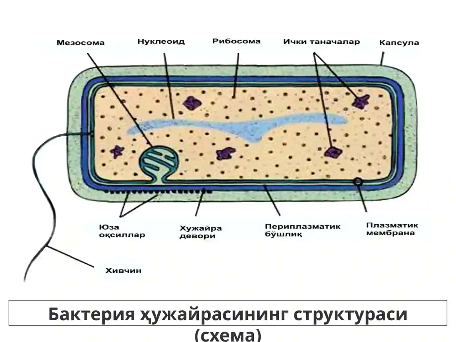 Бактерияларнинг ҳужайра девори ва унинг бактерияларнинг тинкториал хусусиятлардаги аҳамияти 4