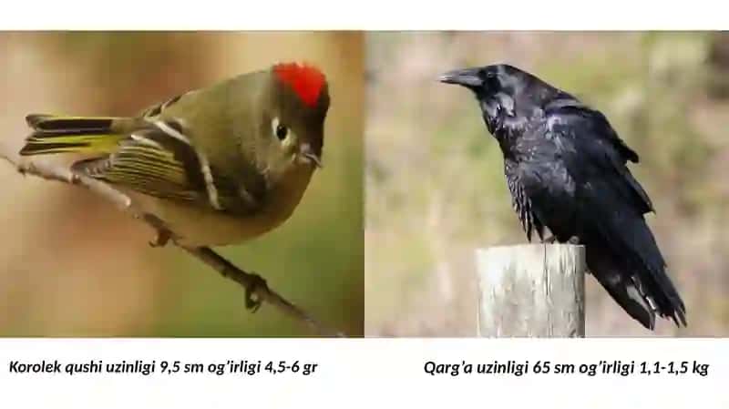 Zoologiya fanidan taqdimoti 4