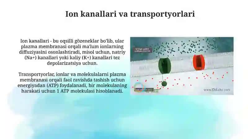 Qoʻzgʻaluvchan to'qimalarda bioelektrik hodisalar 4