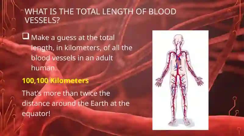 BLOOD VESSELS 4