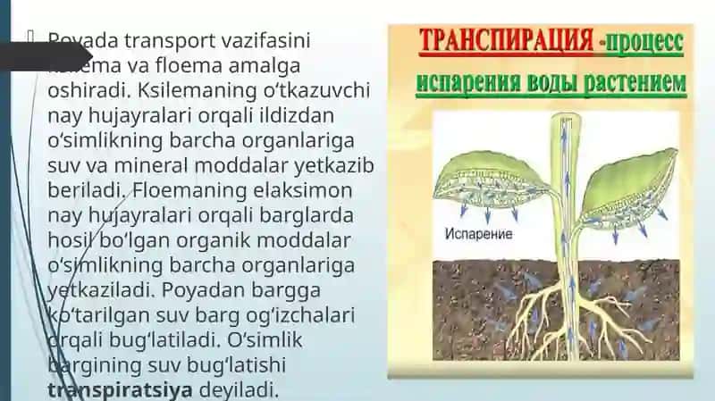 - Tags: TIRIK ORGANIZMLARDAOZIQ MODDALAR TRANSPORTI 4