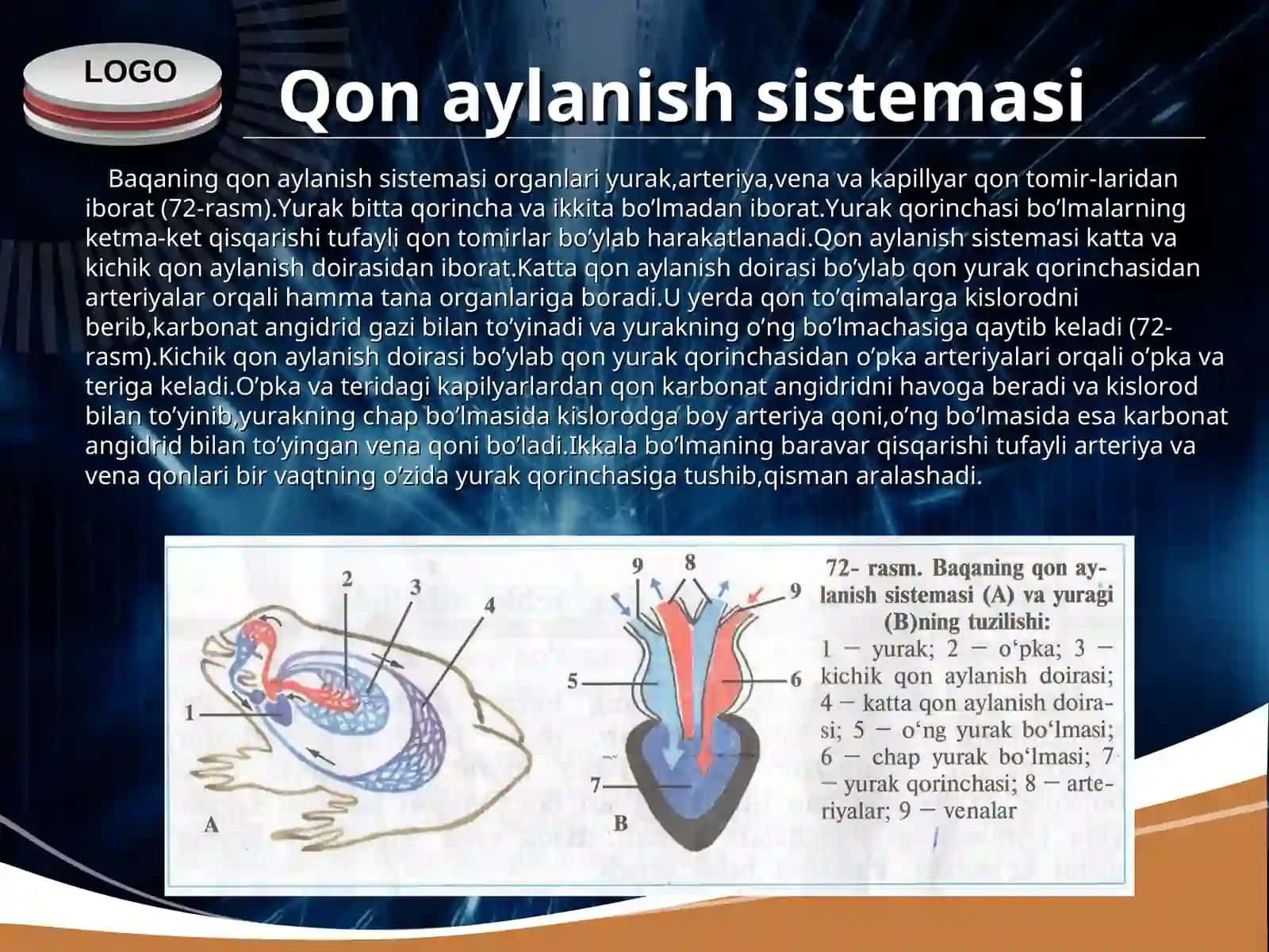 Ko’l baqasining ichki tuzilishi 4