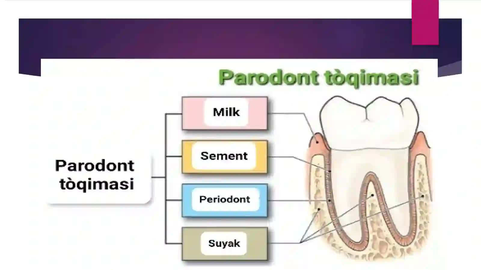 Bolalarda parodont tuzilishining anatomik va fiziologik xususiyatlari.Bolalar parodont kasalliklarining yetiologiyasi va patogenezi 4