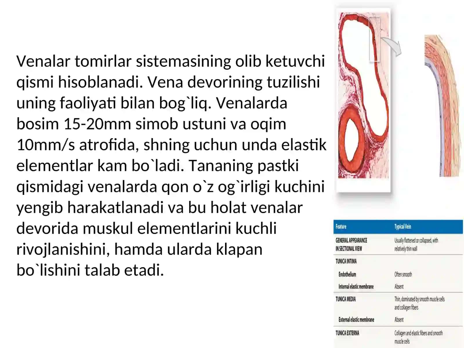 Vena qon tomirlari 4