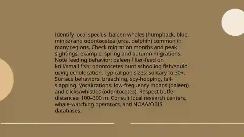 A weekend in Whales 4
